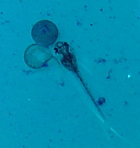 www.israquarium.co.il